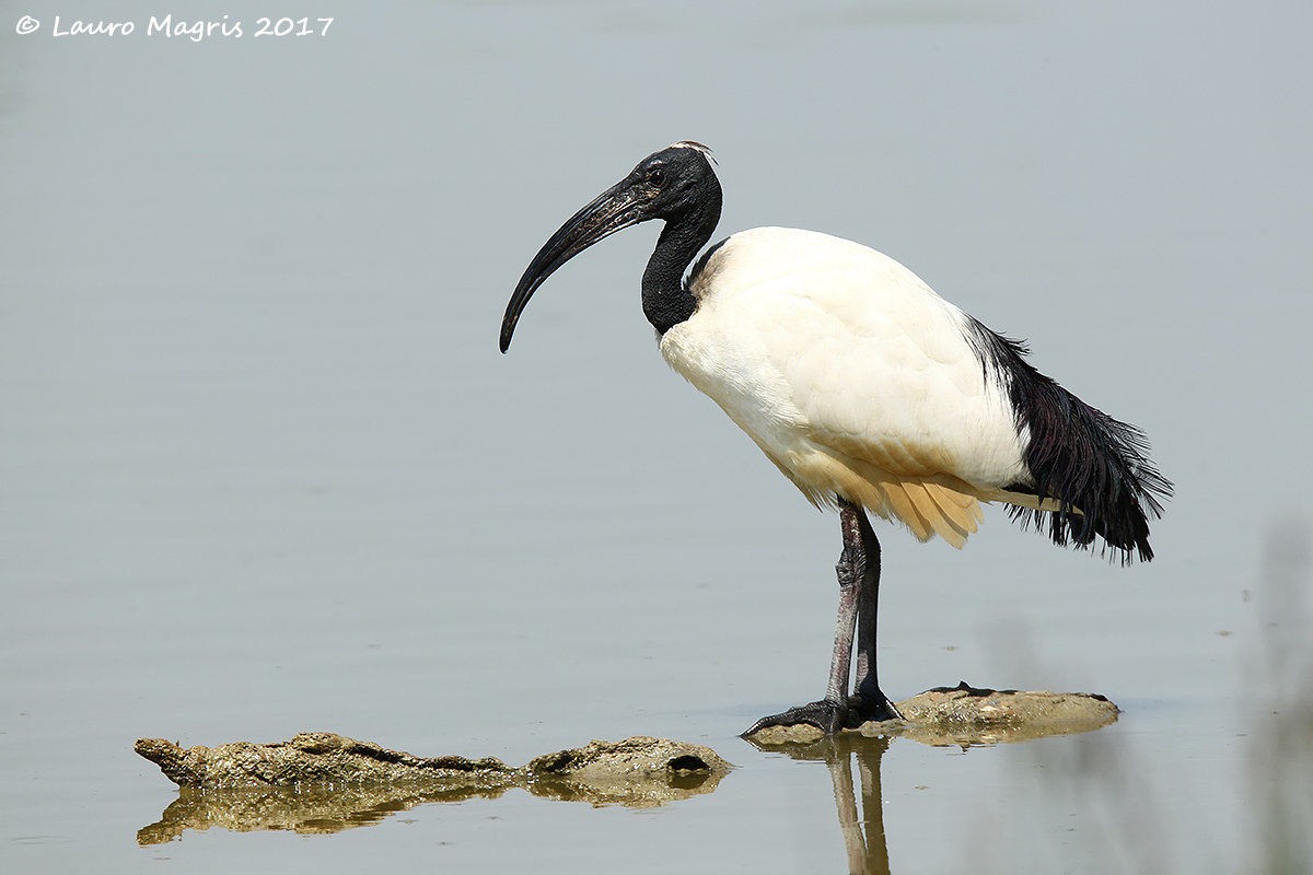 Hermit Ibis