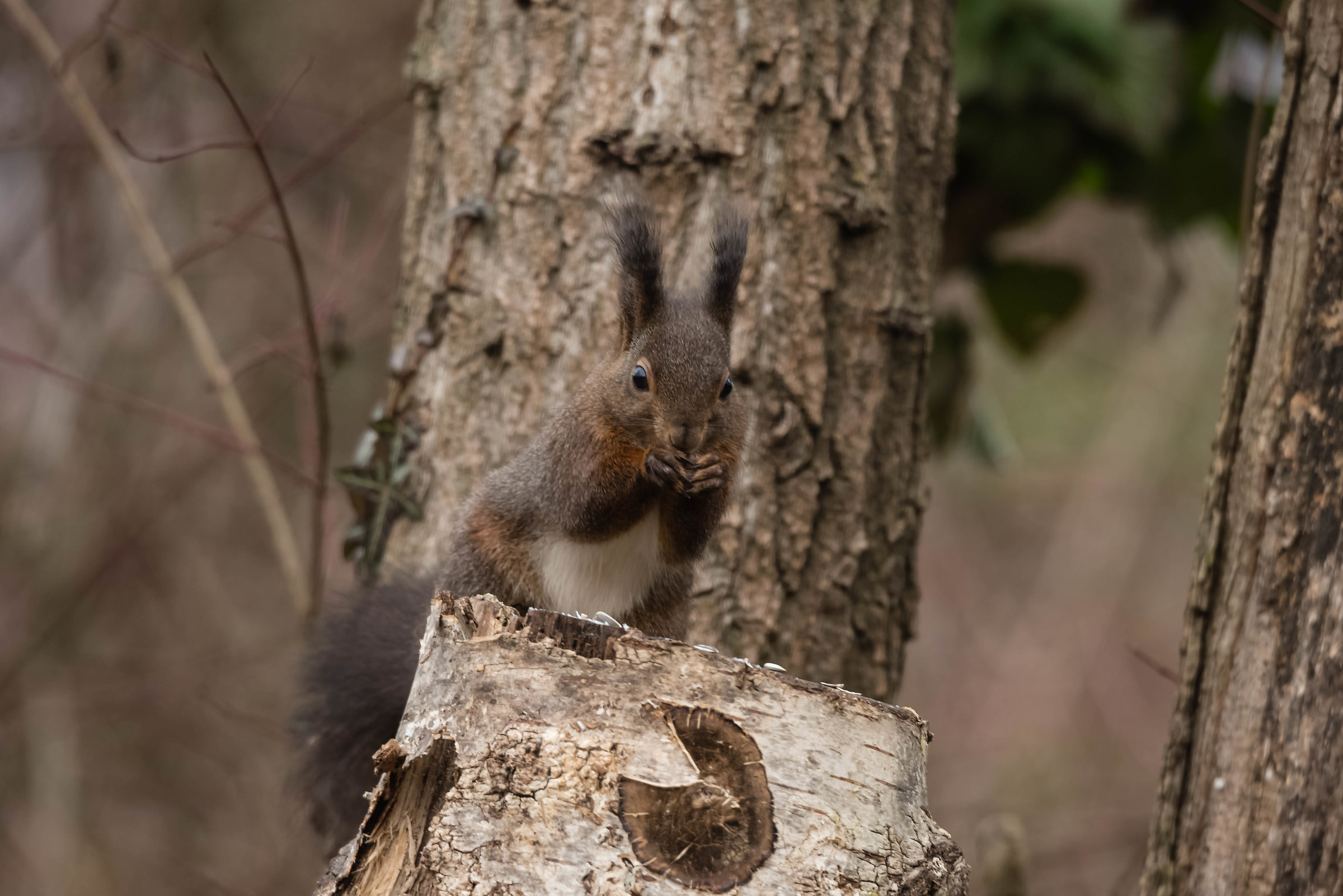 Scoiattolo impegnatissimo