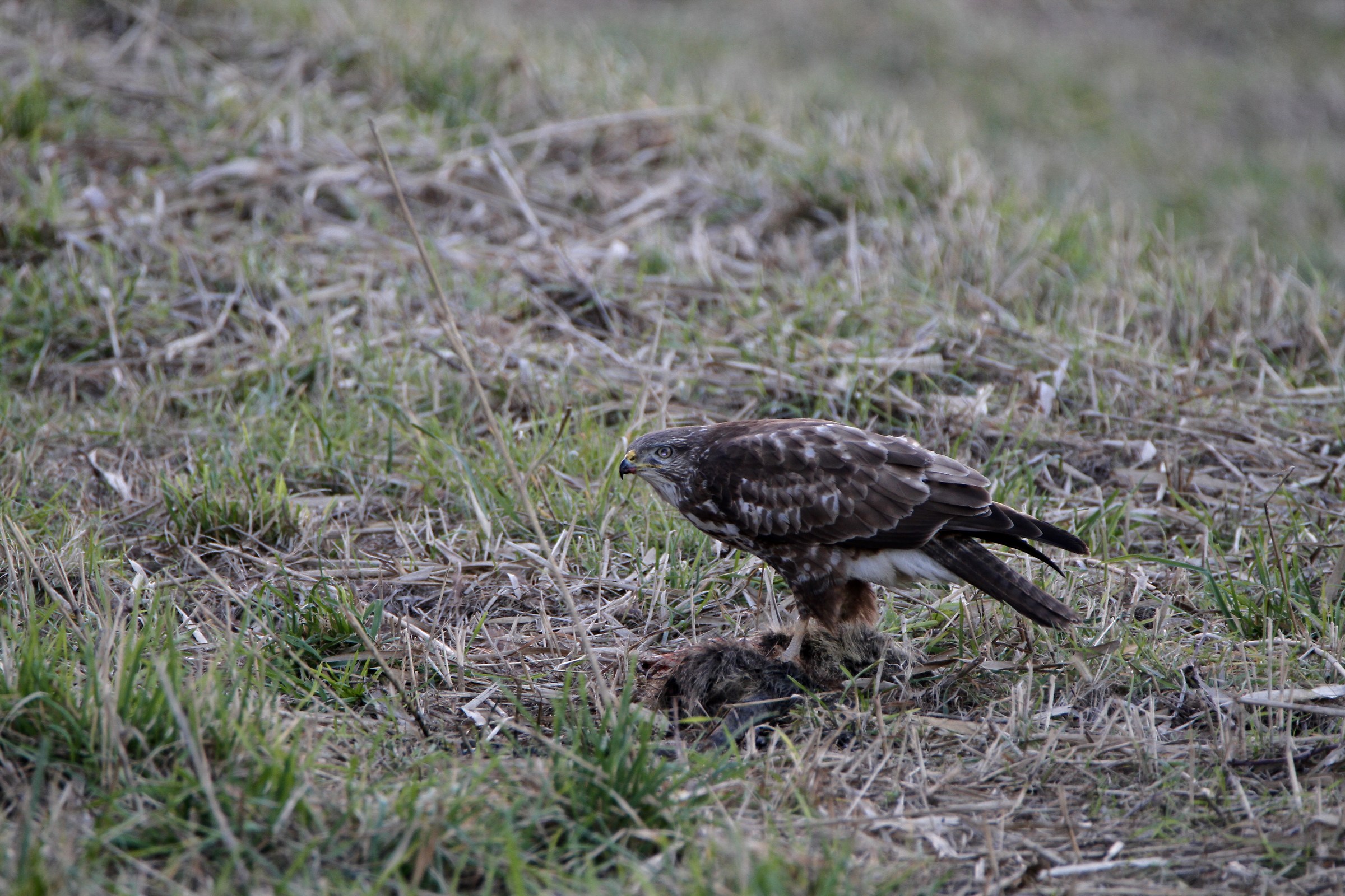 Buzzard