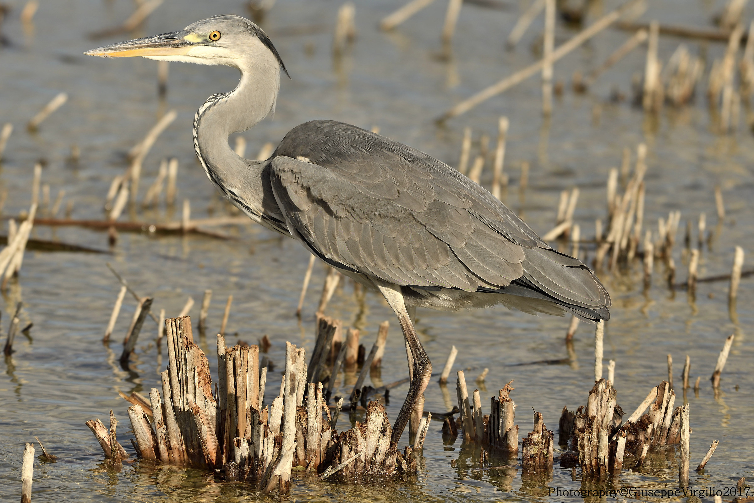 Heron Cenerino (North Sardinia) 2017