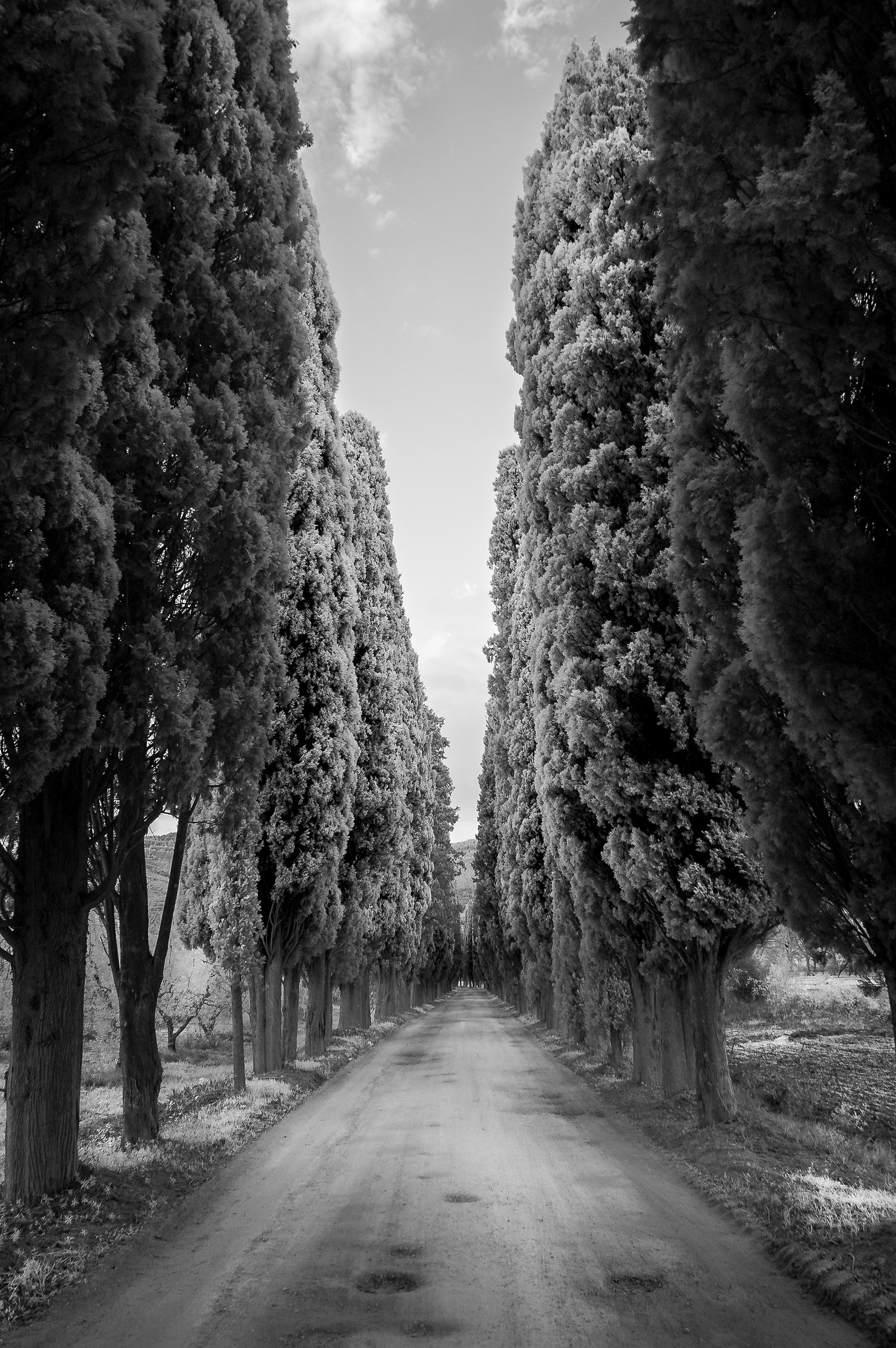 il viale del Pischiello