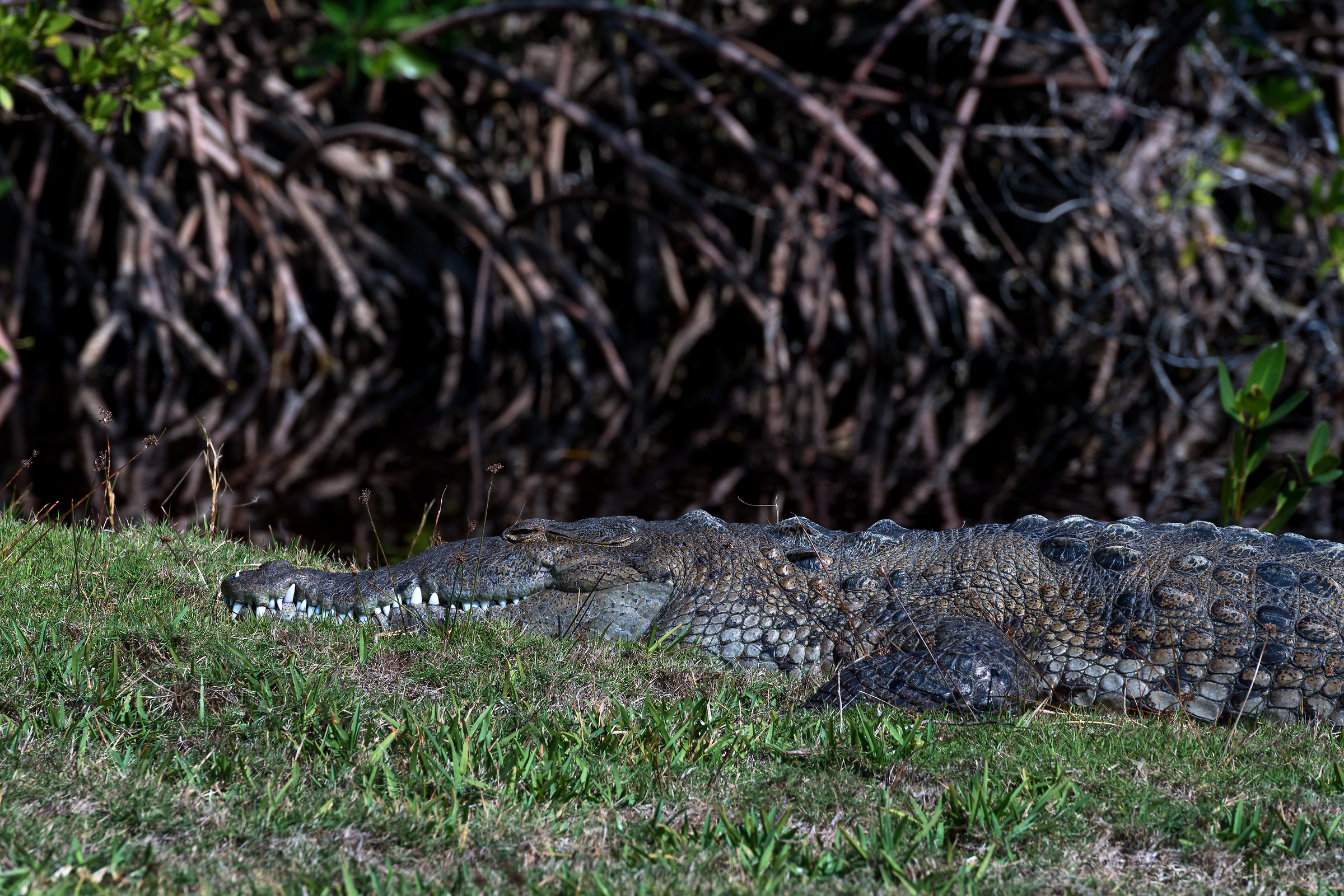 Crocodile at the Fairchild Tropical Garden