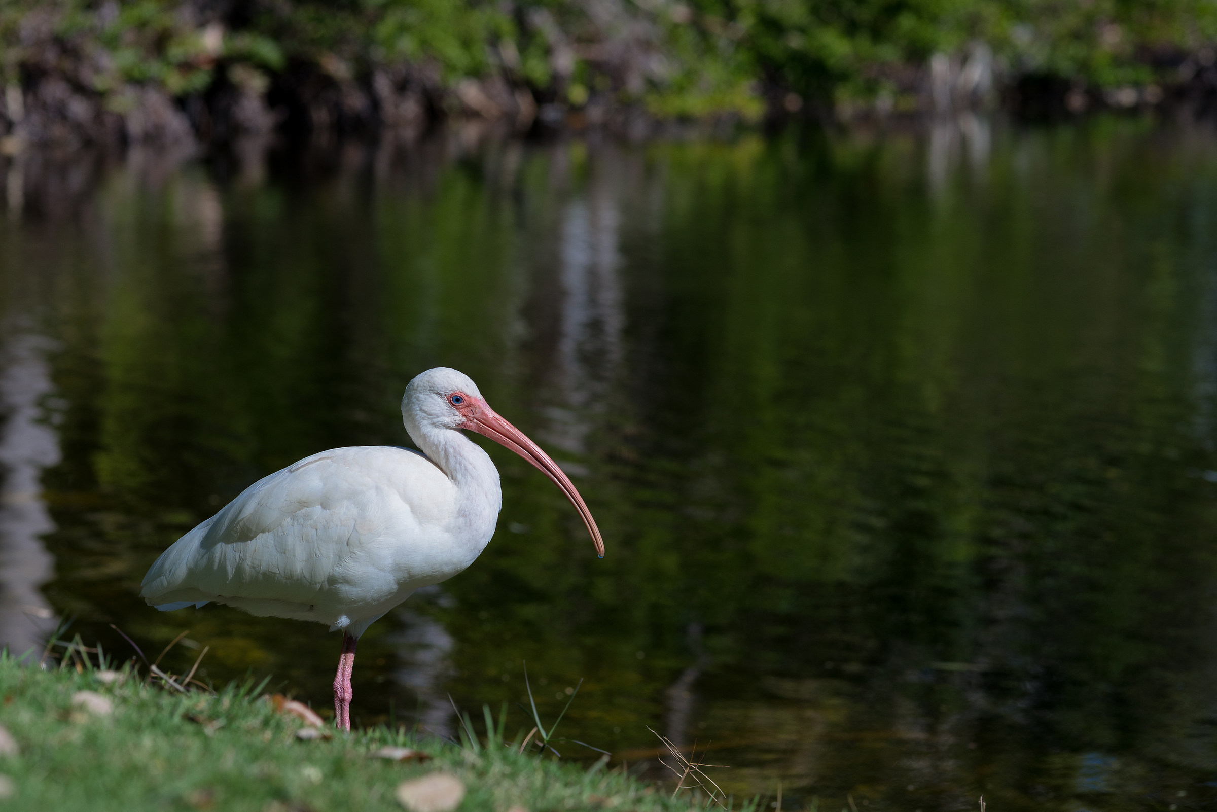 Ibis