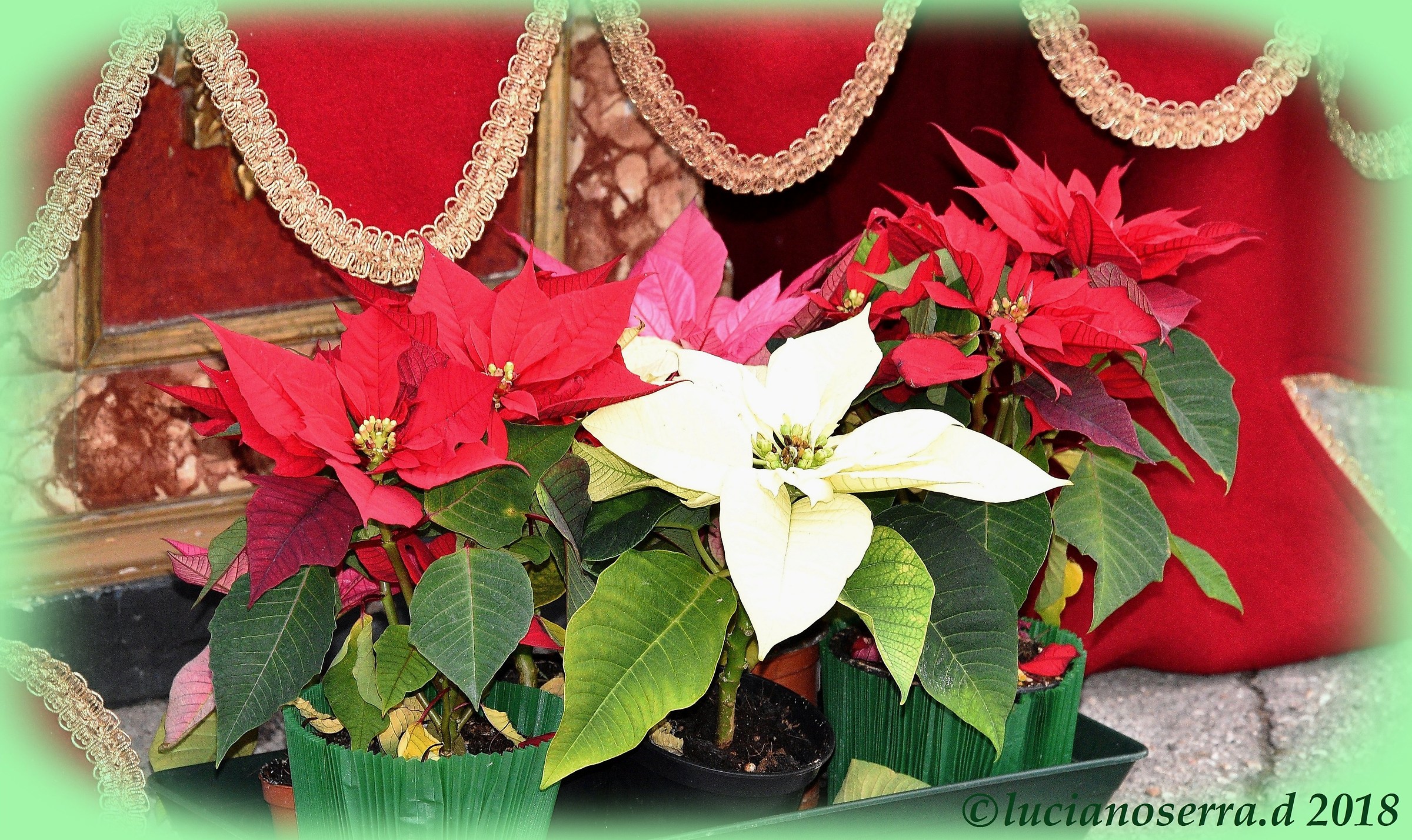 Feast of Saint Anthony Abbot