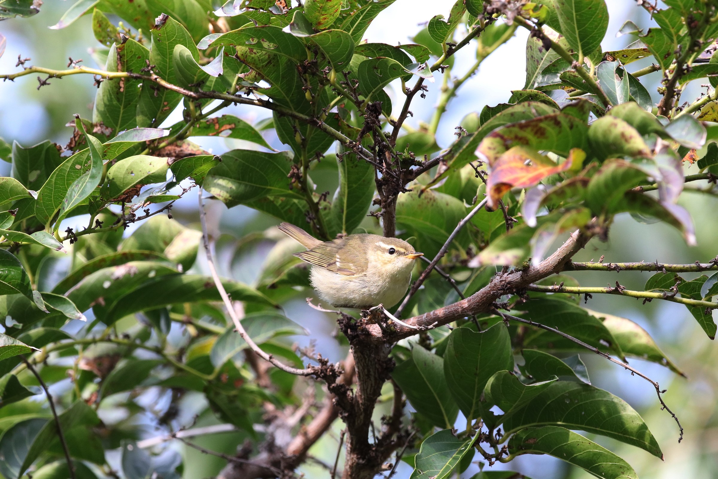 Arctic Warbler