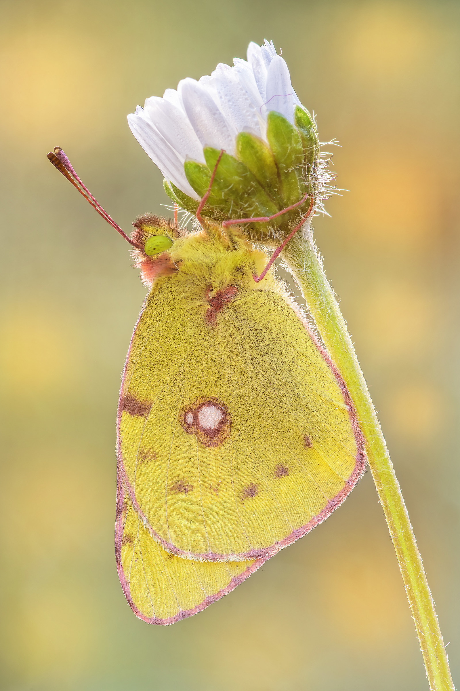 Colias crocea (Fourcroy, 1785)