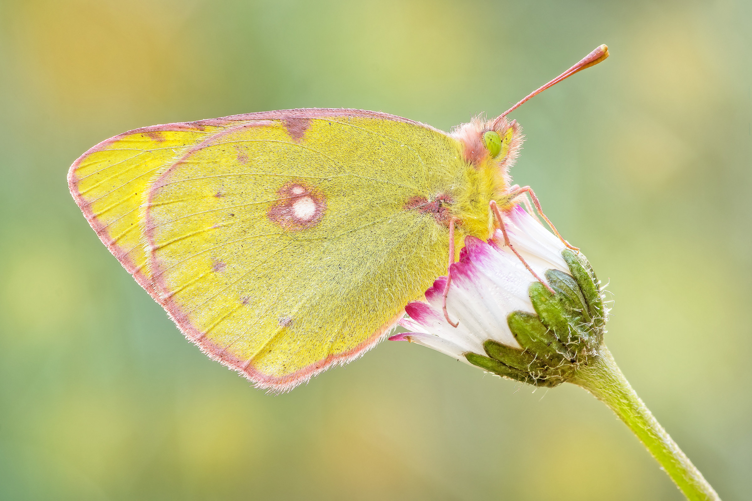 Colias crocea (Fourcroy, 1785)