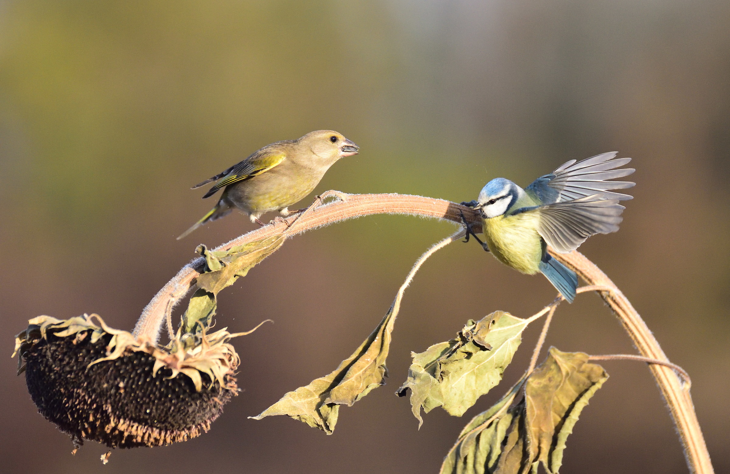 poor blue tit