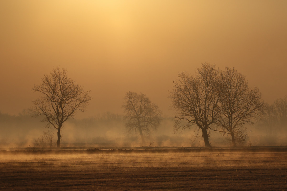 first mist on the fields