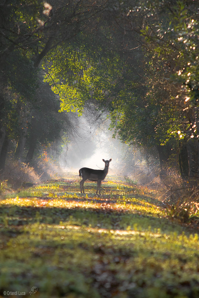 Fallow deer in the rays of dawn