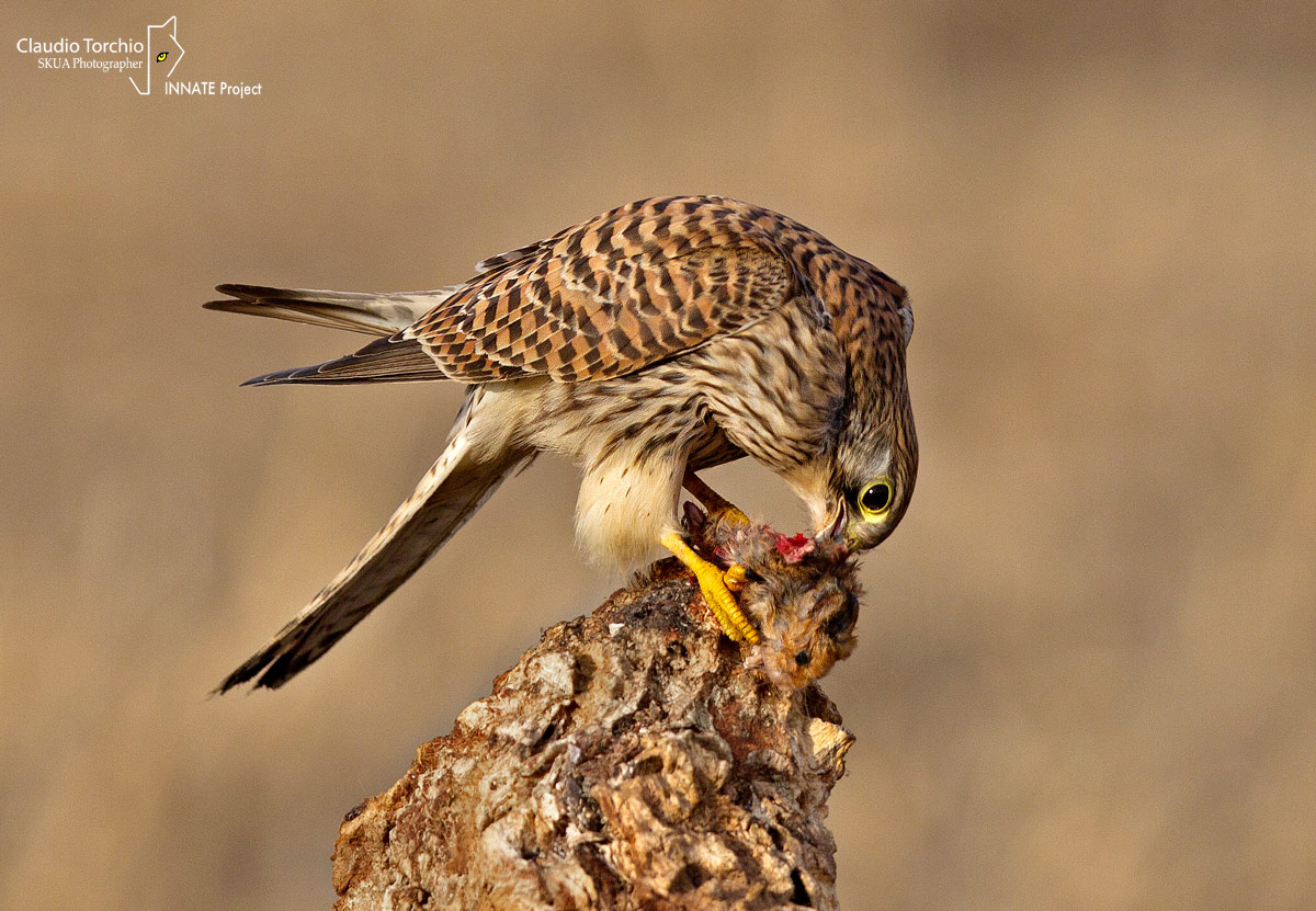 Kestrel
