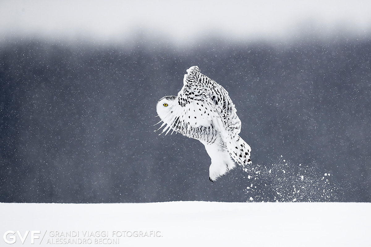 Snowy owl