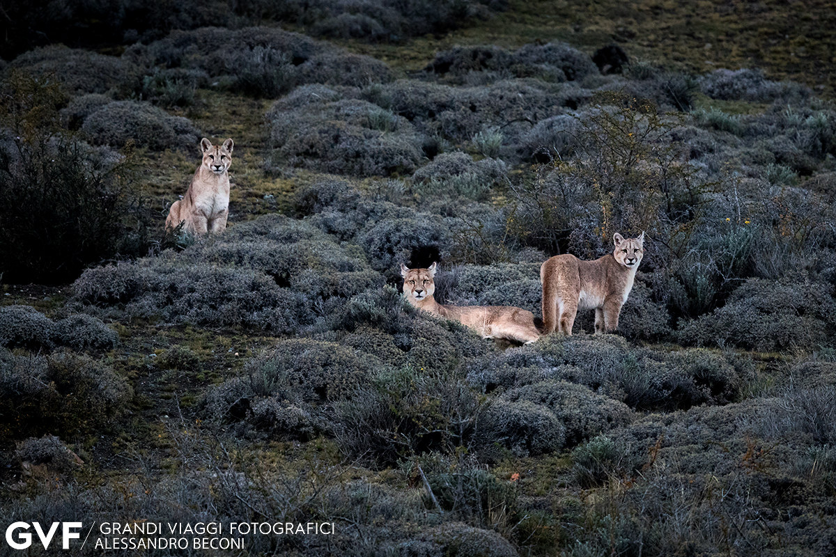 Ritratto di famiglia