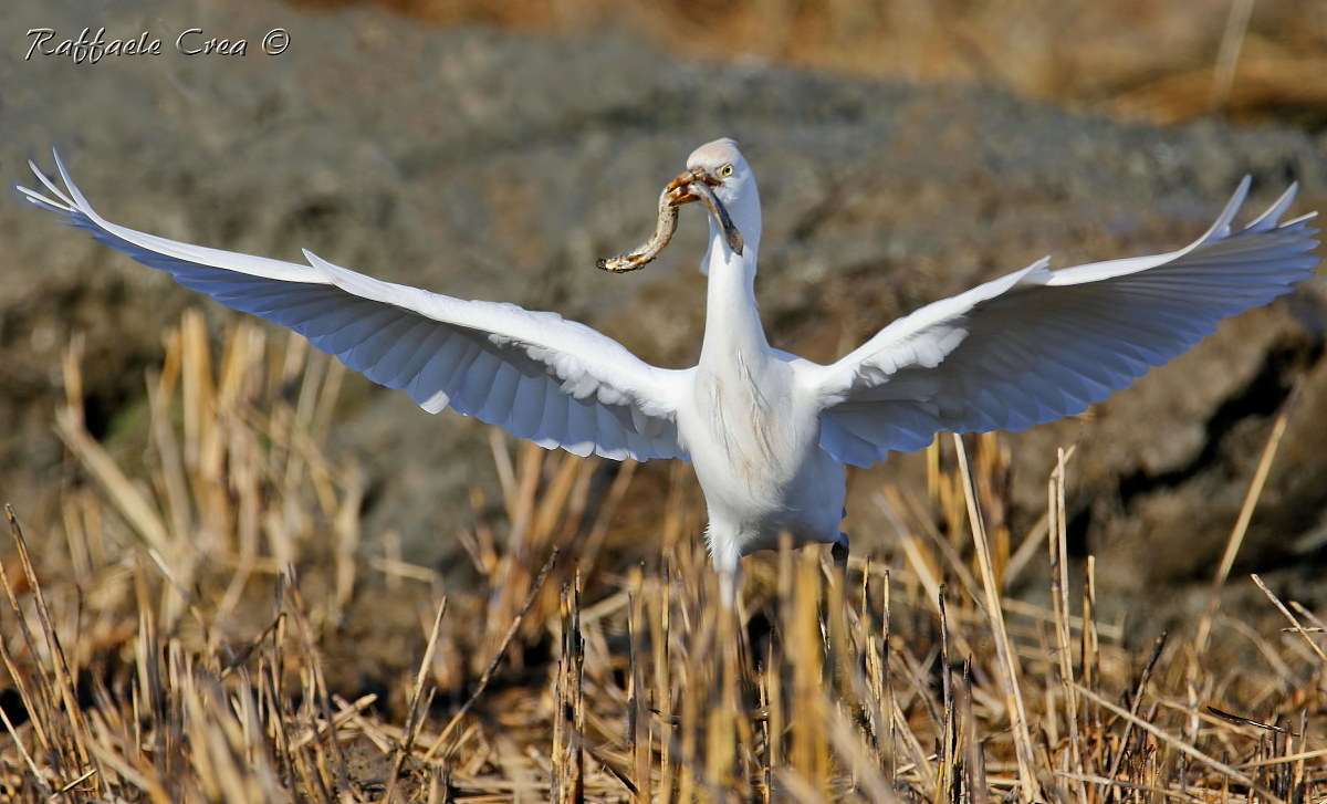 Airone Guardabuoi con Misgurno
