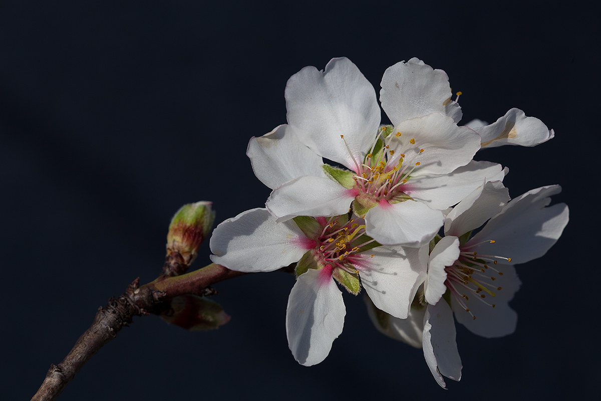 Accenno di primavera