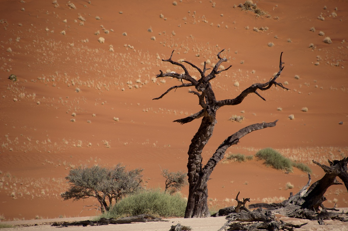 Solitario nella dead vlei