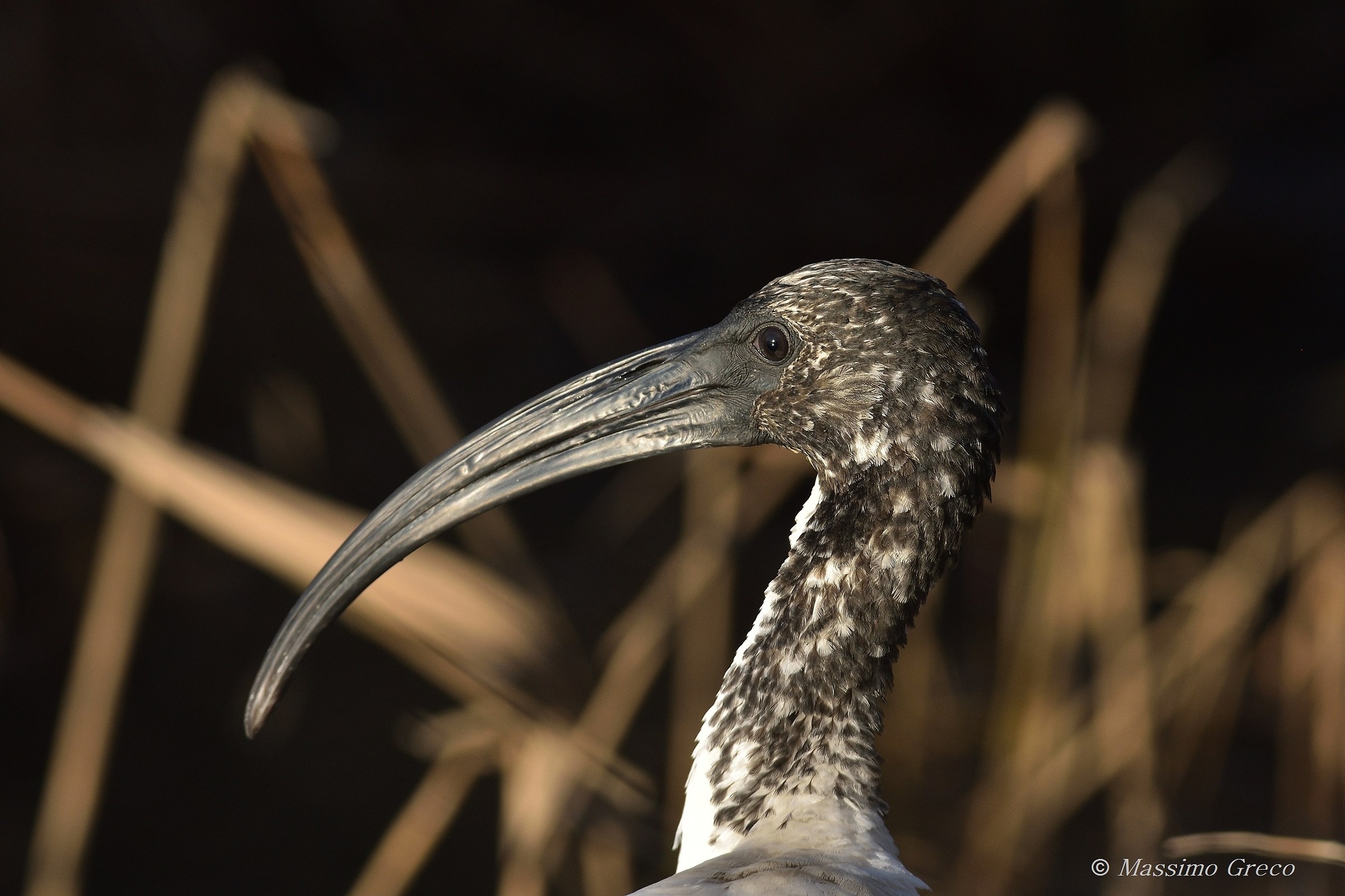 Sacred Ibis