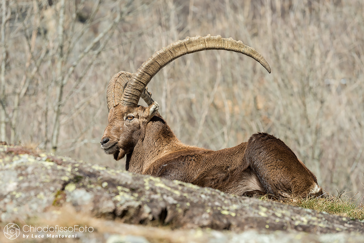 The Ibex enjoys the sun!