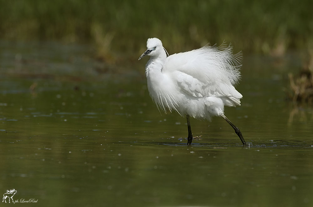 Garzetta - Egret