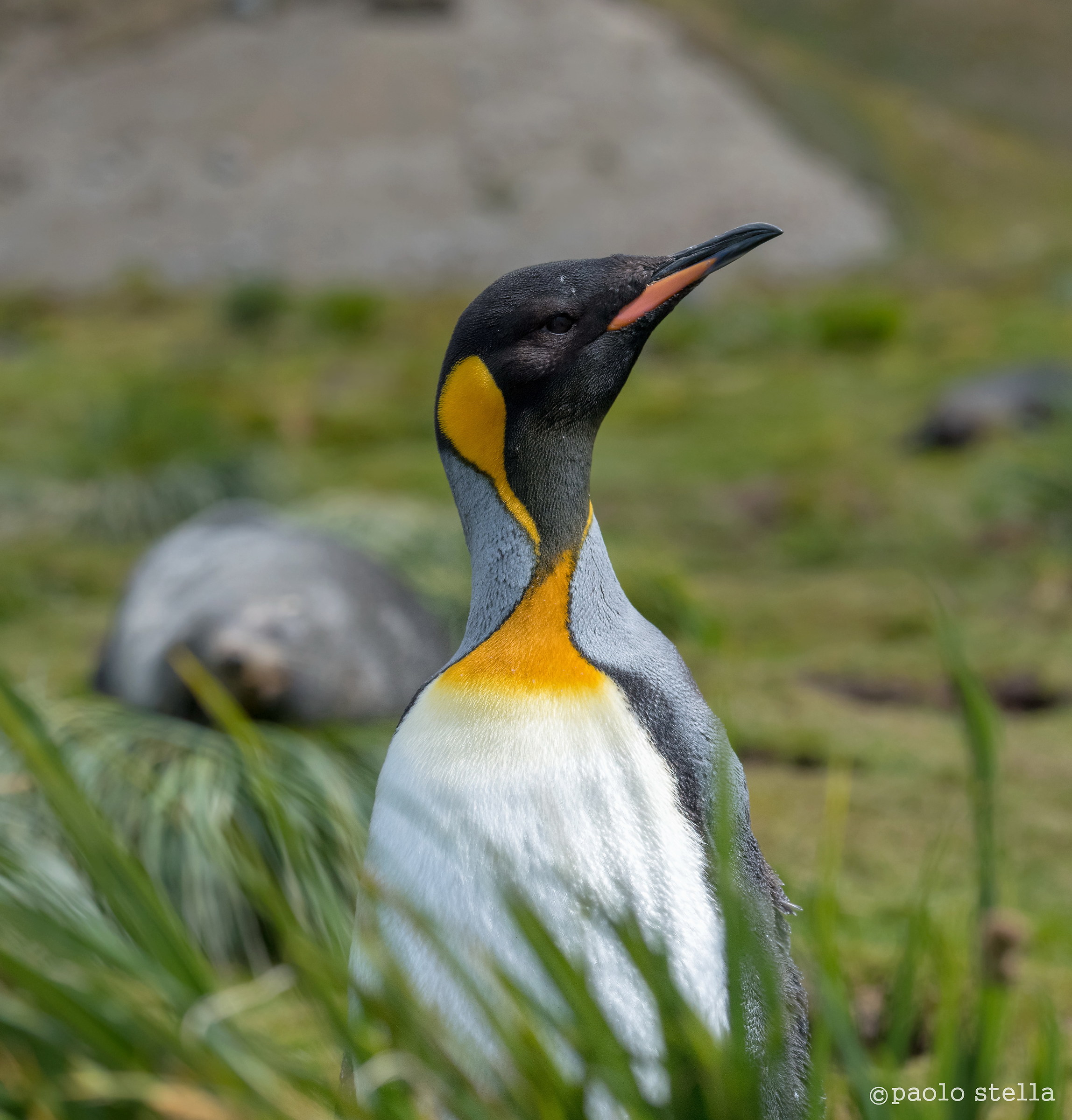 king penguin