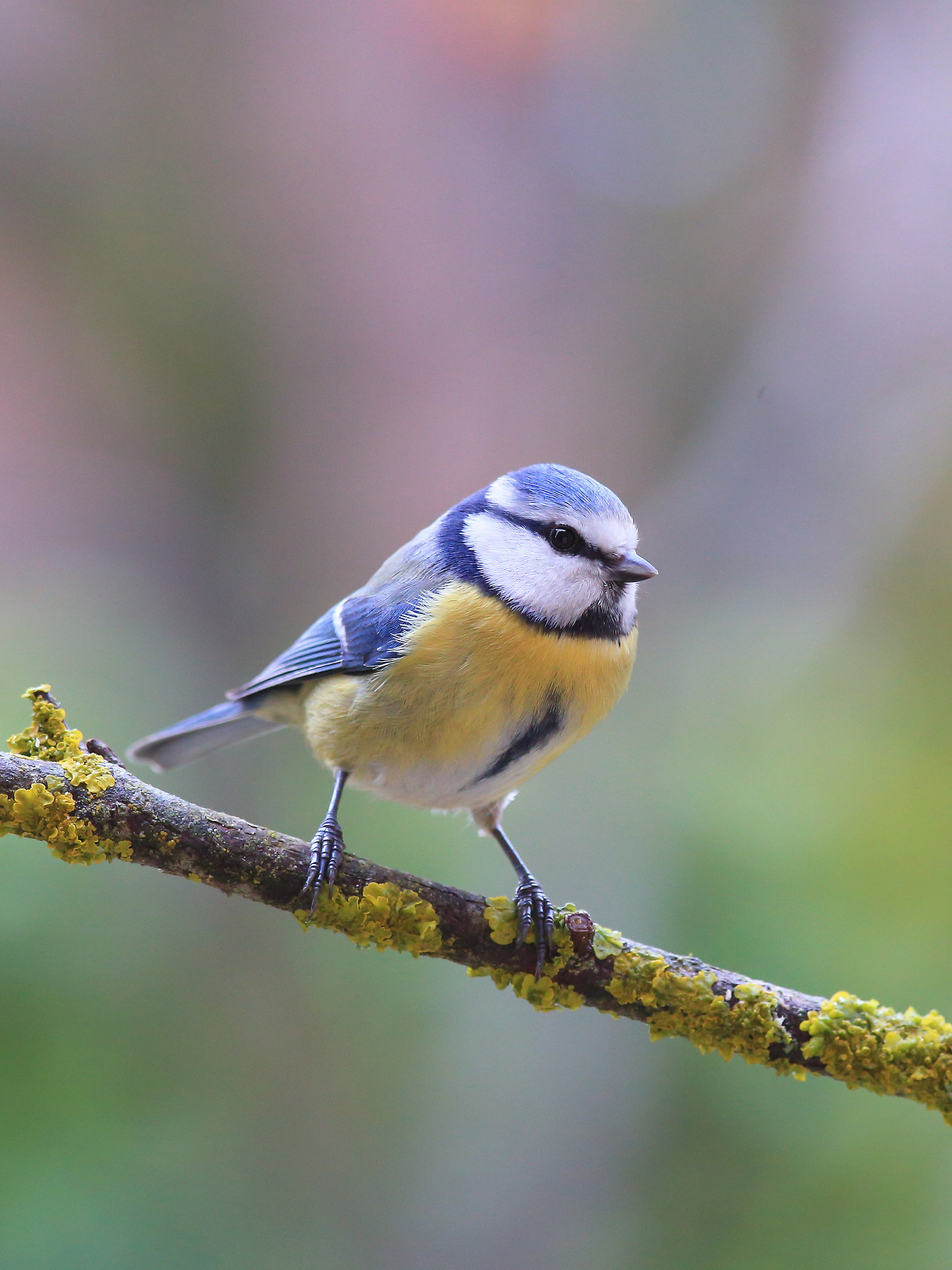 blue tit in the garden