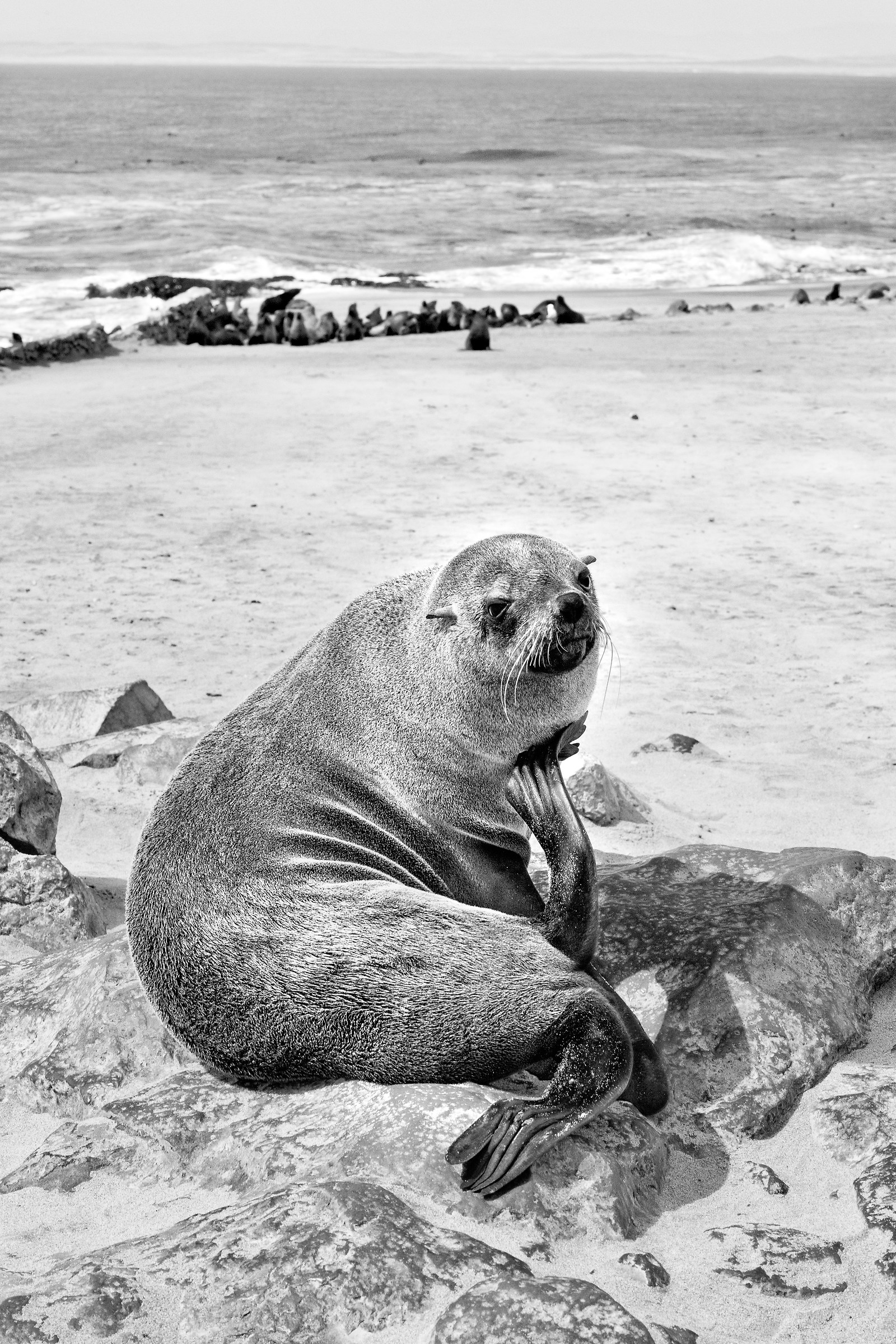 Welcome to Cape Cross, Namibia, 2017.