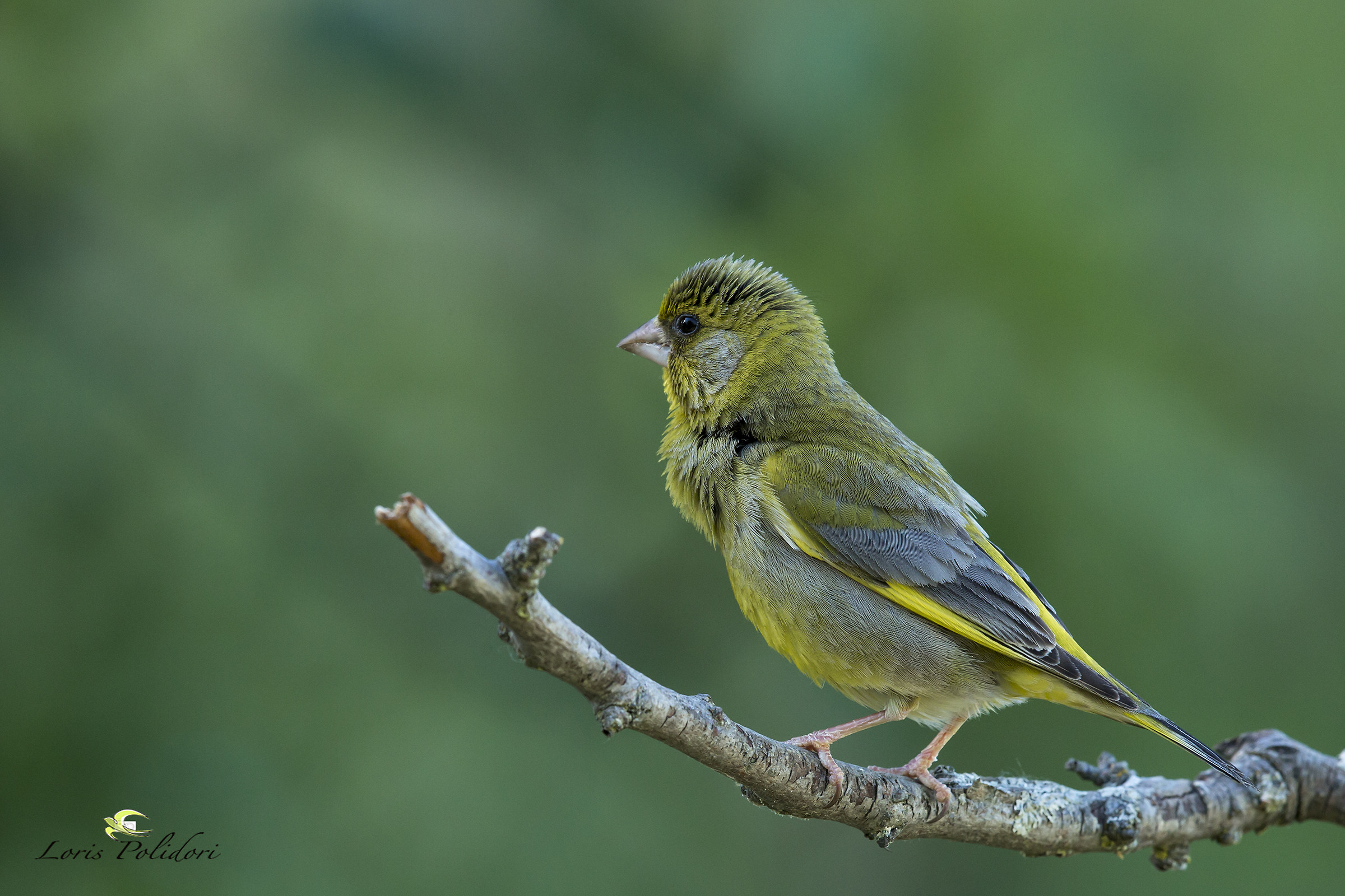 greenfinch