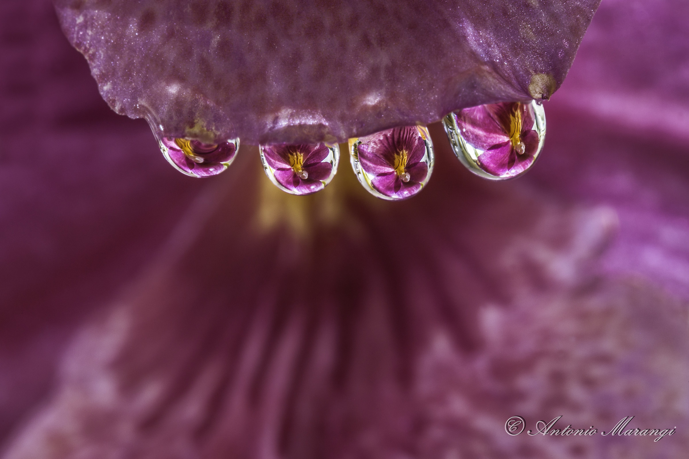 orchid reflected