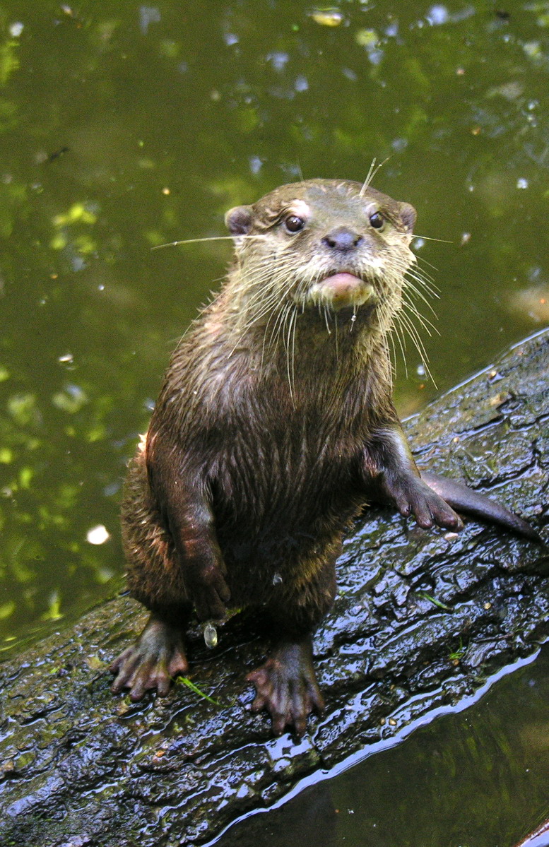 Una lontra perplessa