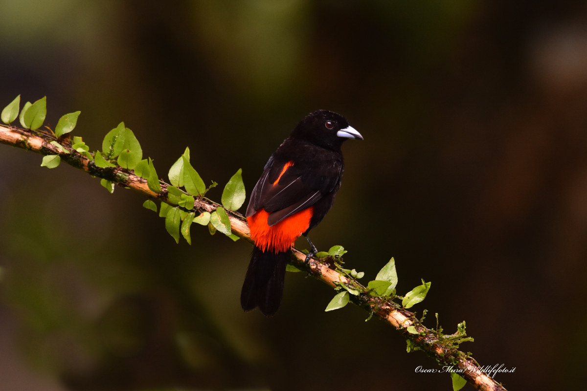 Plamphoceus Passerinii