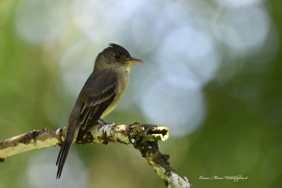 Yellow bellied Elaenia