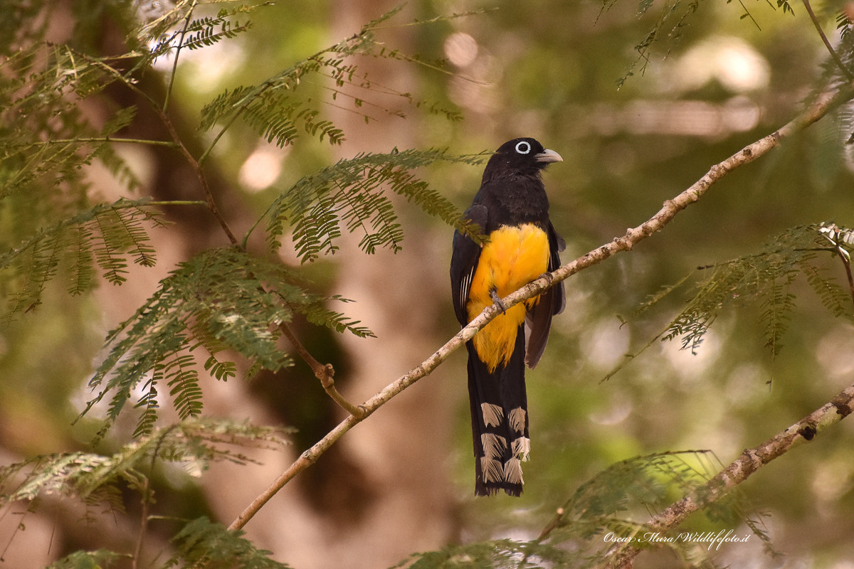 Trogon Melanocephalus