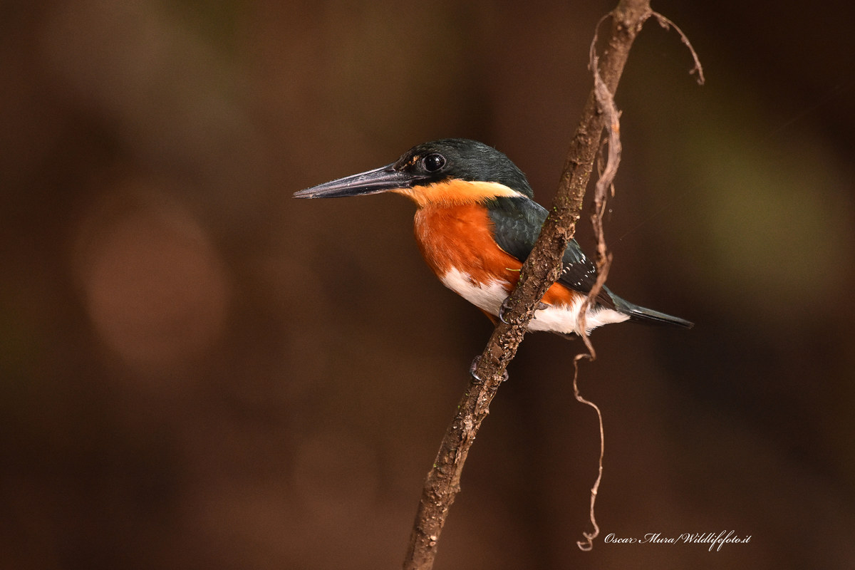 American pigmy Kingfischer