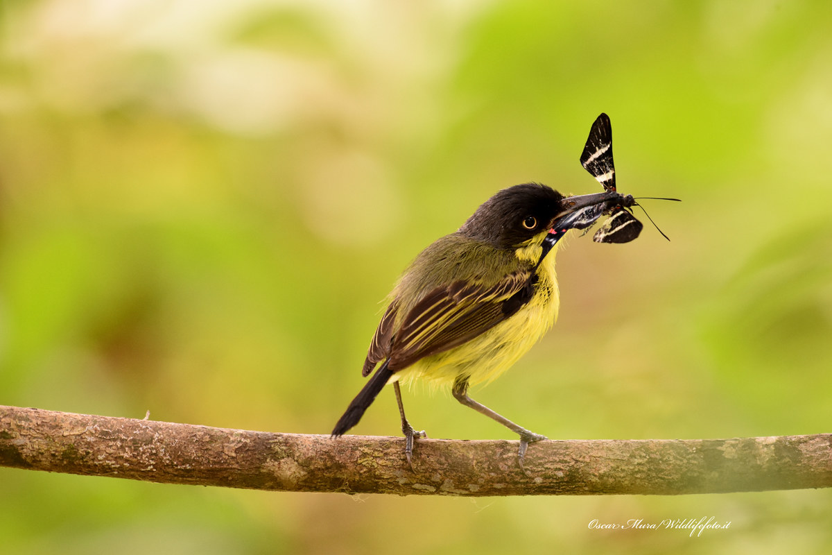 Todirostrum Cinereum