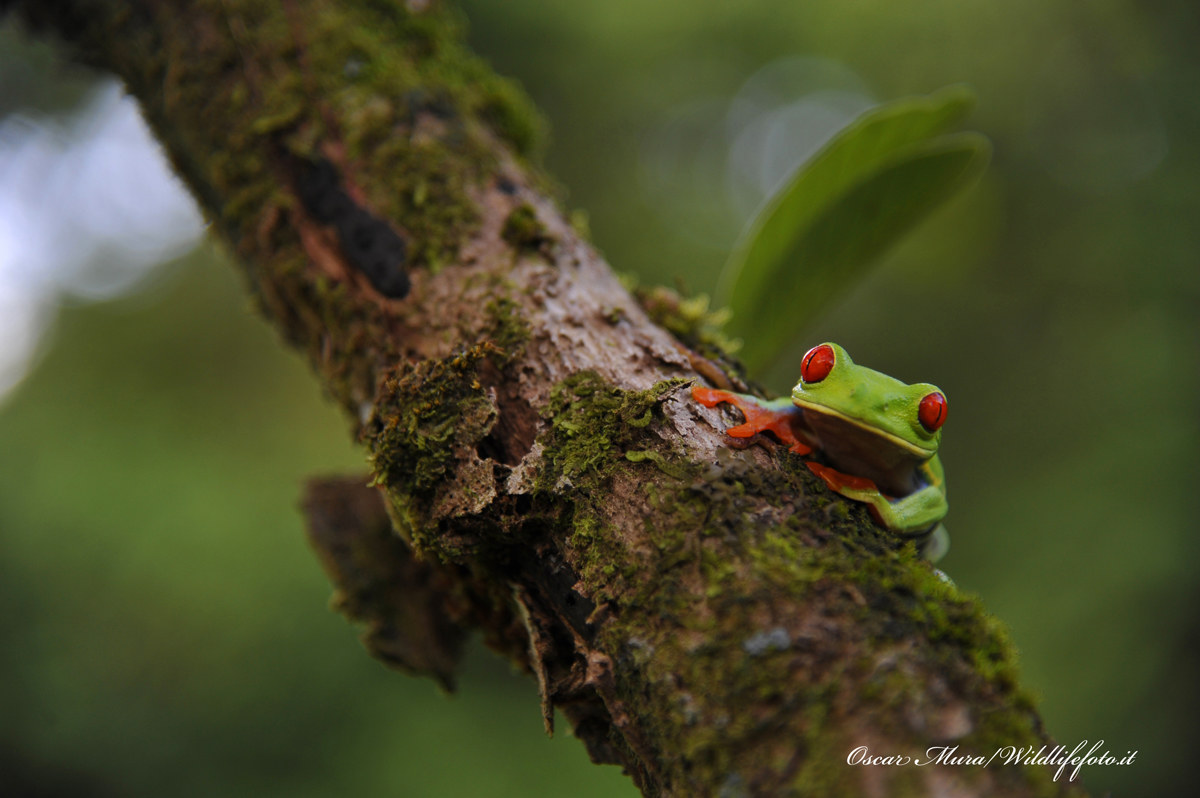 Raganella arboricola