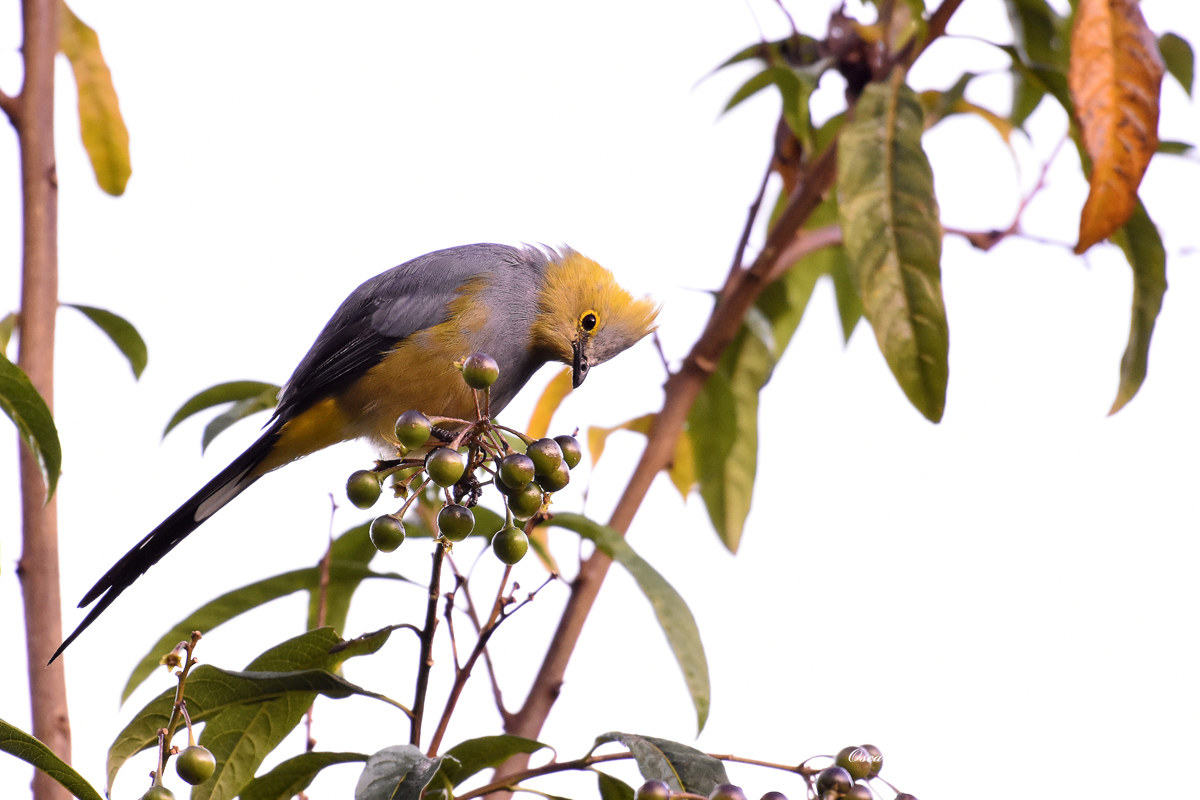 Long-tailed Silky Flycatcher