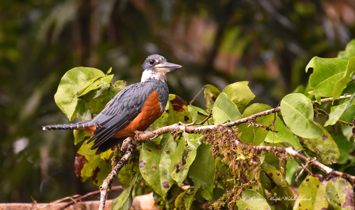 Ringed Kingfisher