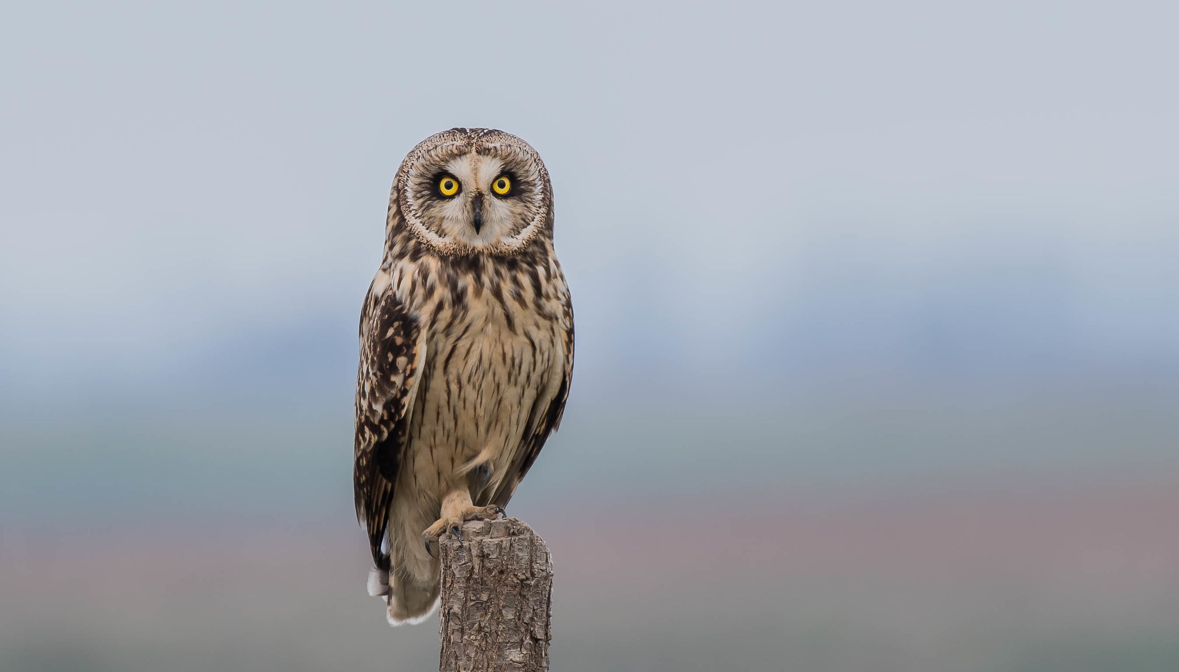 gòf d'val (marsh owl)