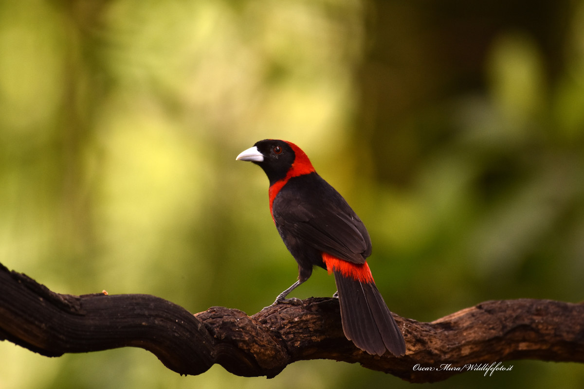 Crimson collared Tanager
