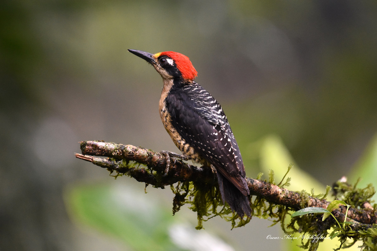 Black cheeked Woodpecker
