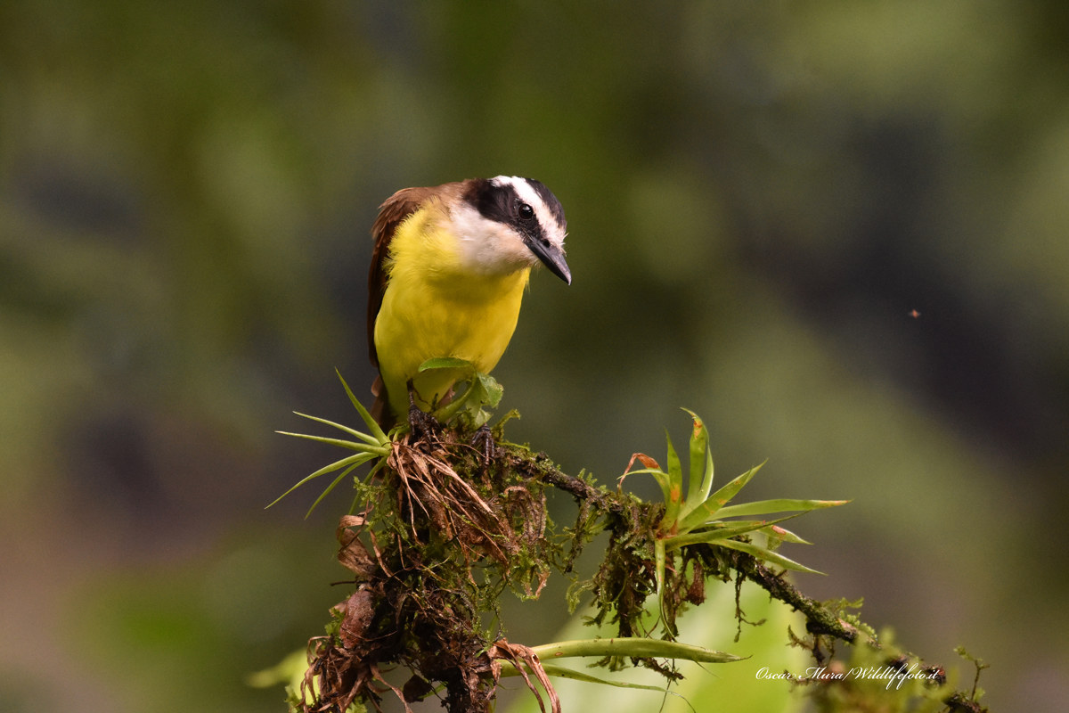 Pitangus Sulphuratus