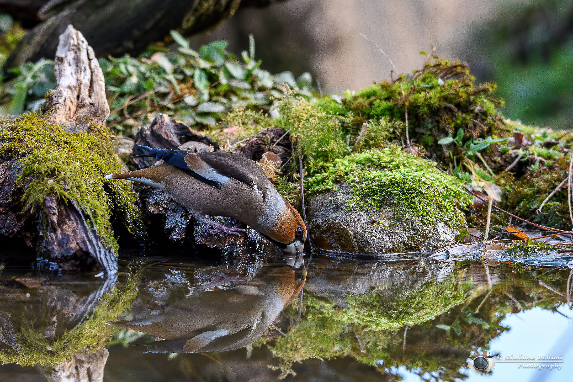L'abbeverata del frosone
