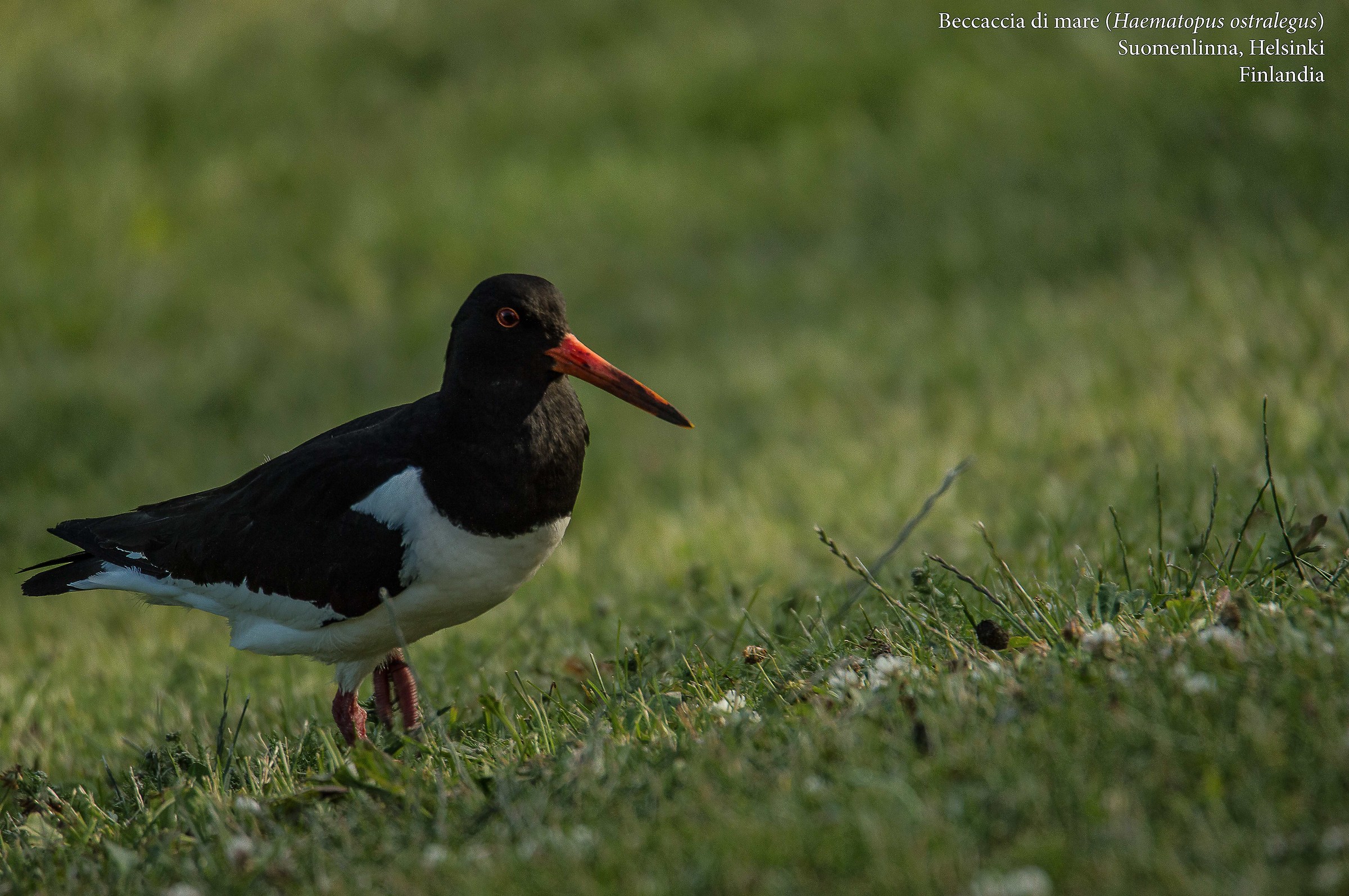 Oystercatcher (Haematopus ostralegus)