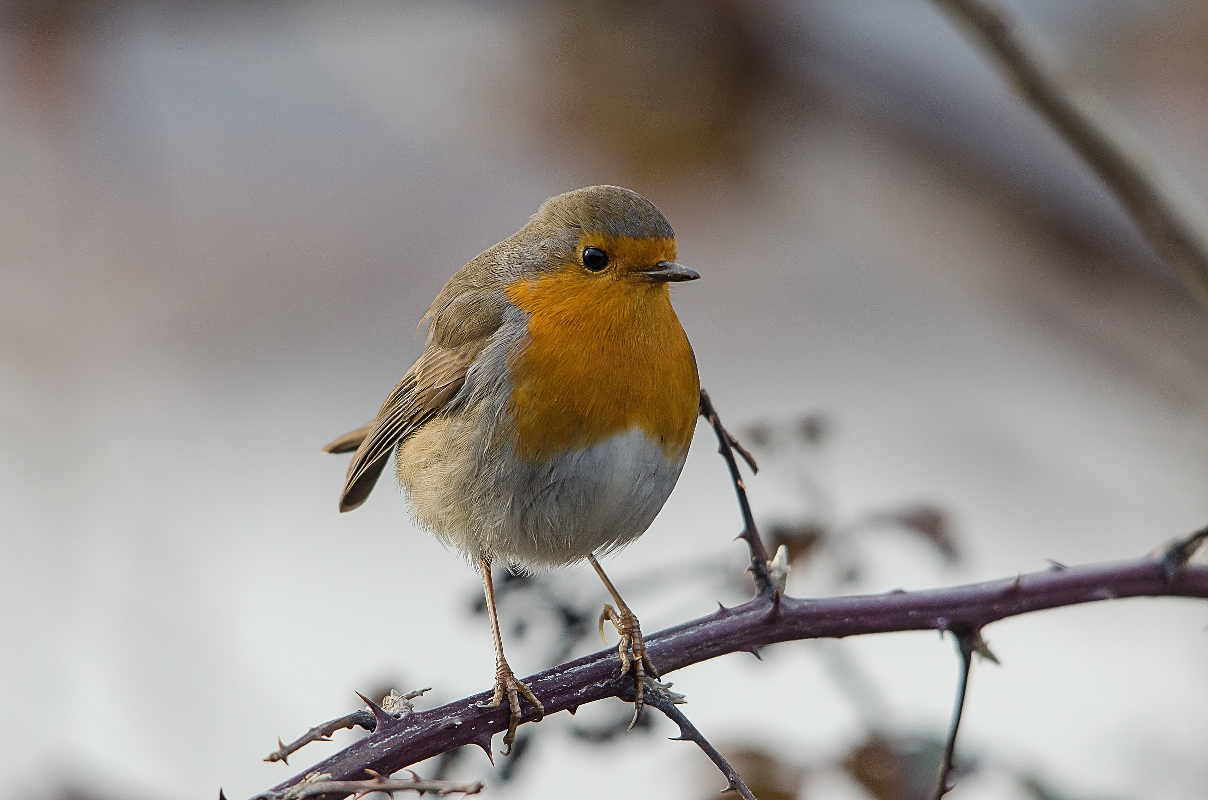 Robin