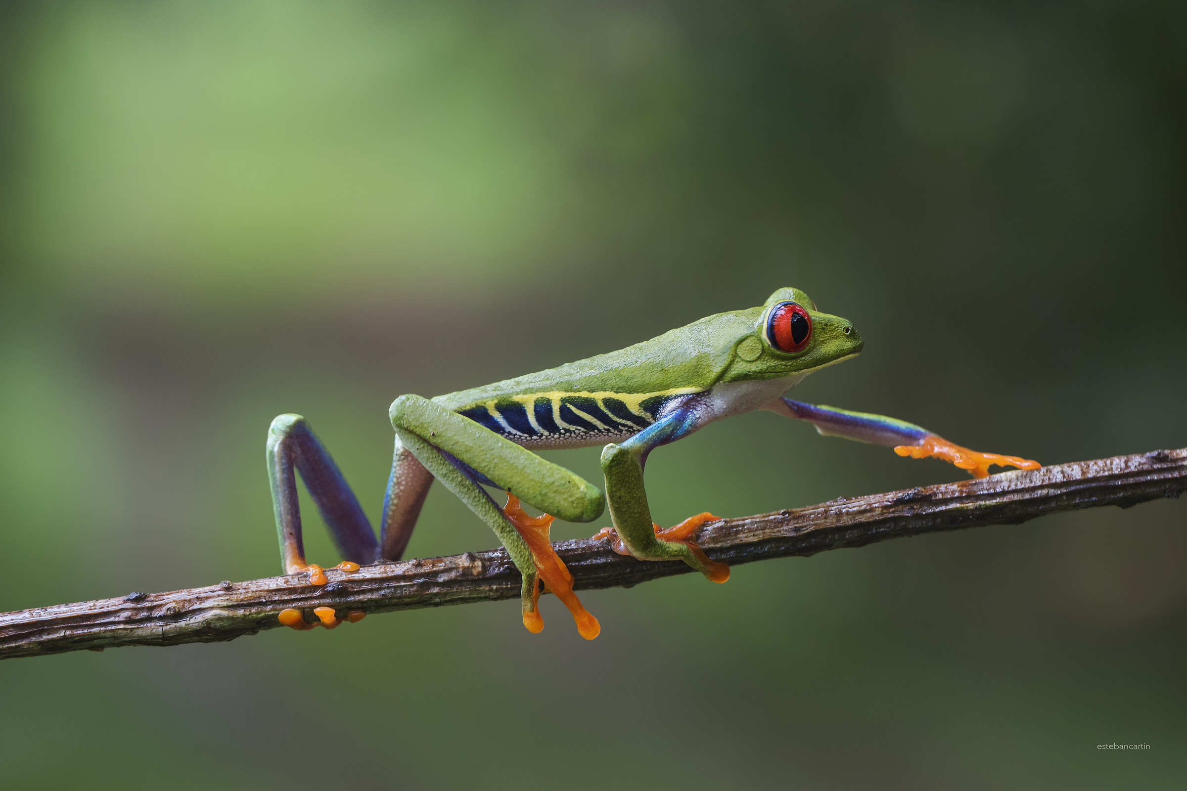 Agalychnis callidryas (red-eyed tree frog)
