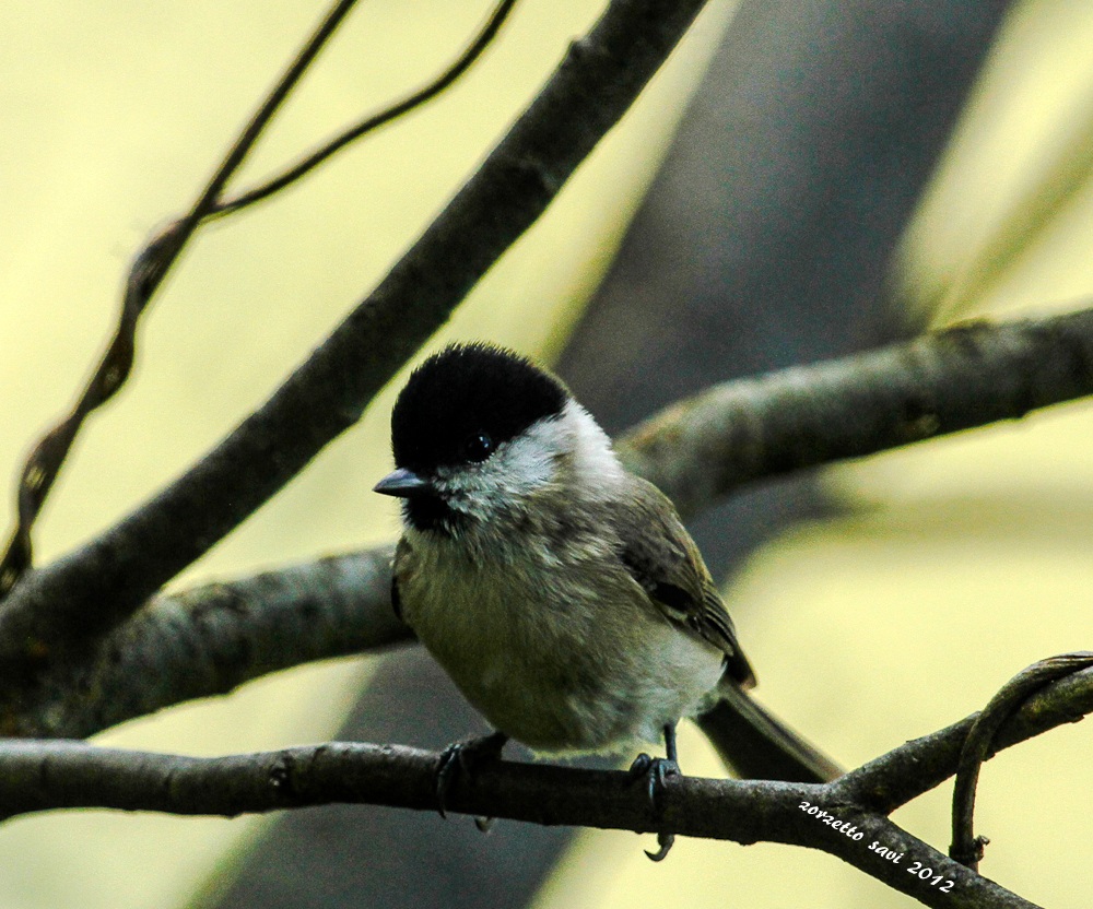 alpine marsh tit