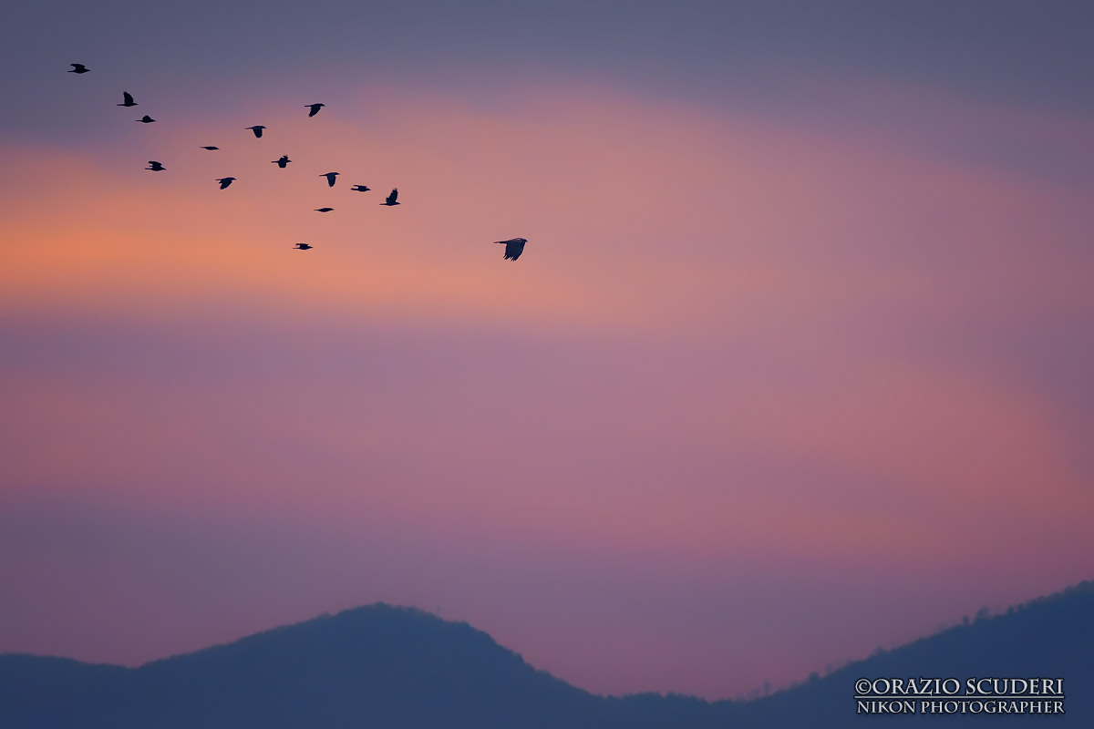 Inseguendo il Falco e la Luce...