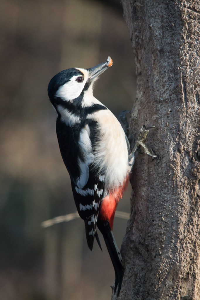 Great spotted woodpecker (female)
