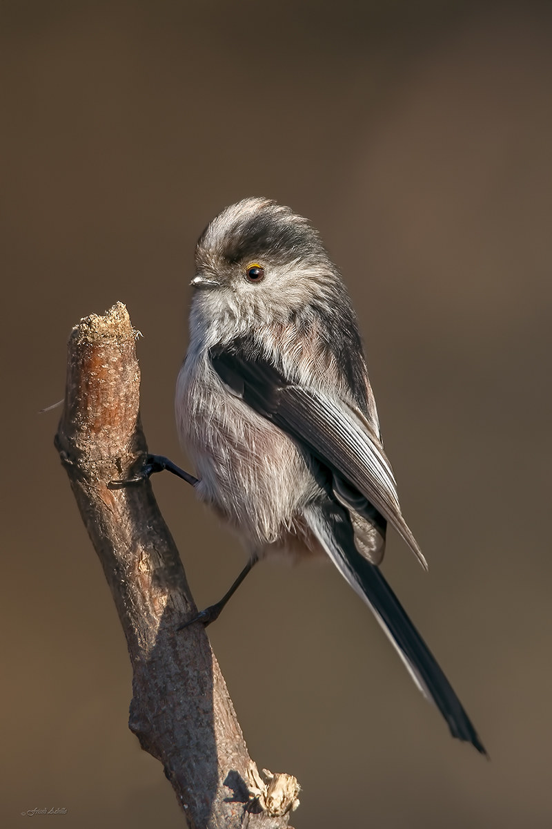 Long-tailed Tit