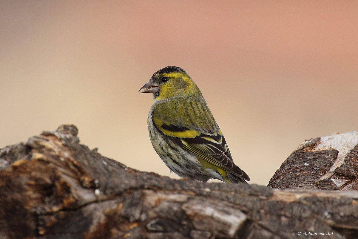 Siskin
